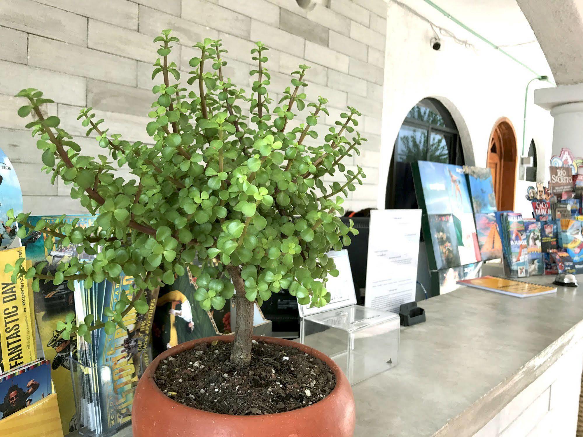 Hotel Villas San Ignacio Playa del Carmen Extérieur photo
